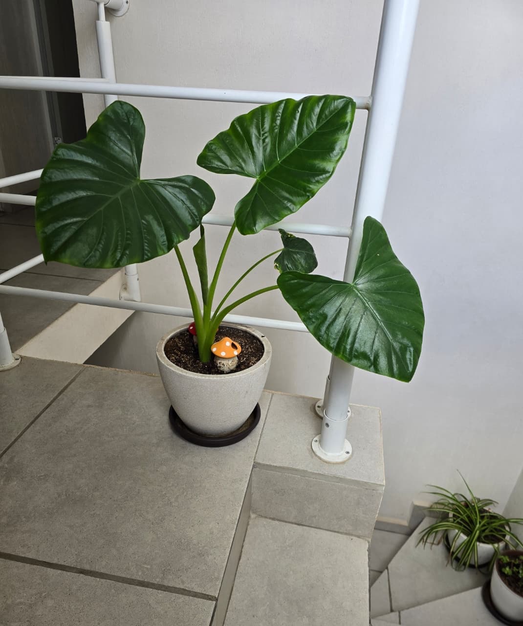 El señor de las plantas